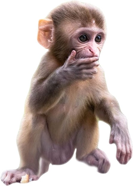 Why Imo Young Macaque Monkey